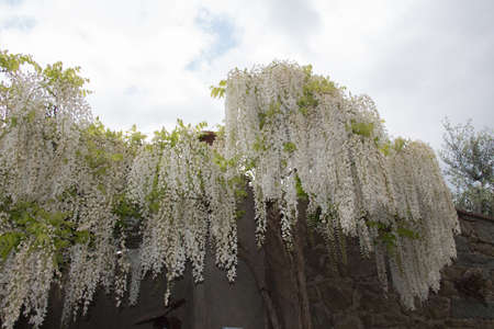 Close up view of white acacia flowering. Abundant flowering acacia branch in garden.の写真素材