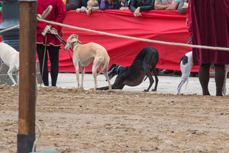 Italy, Brescia - October 01 2017: the view of two greyhounds on a street. One dog is stretching on October 01 2017, Lombardy, Italy.のeditorial素材