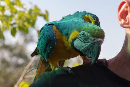 The view of parrot sitting on shoulder. Blue-and-yellow macaw, Ara ararauna.の写真素材