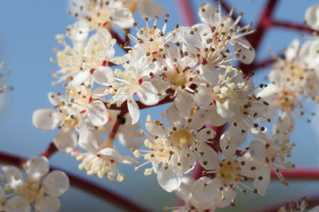 Close up view of white blooming flowers.の写真素材