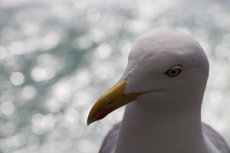 Close up view of seagull head.の写真素材