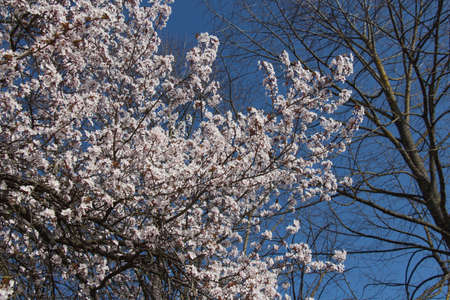 Close up view of cherry blossom tree in bloom.