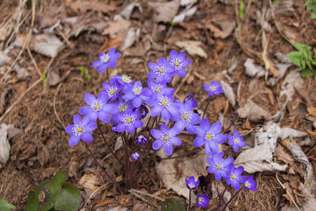 Close up view of a liverleaf flower or hepatica in springtime.