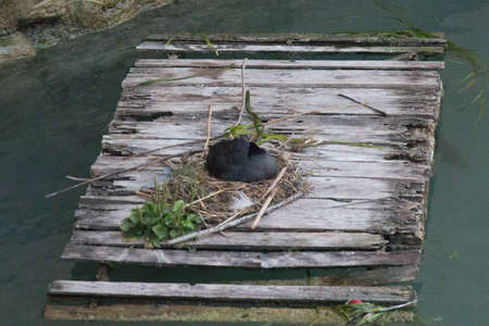 The view of a coot bird and its nest on a wooden raft.の写真素材