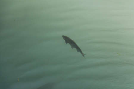 The view of fish in sea water.の写真素材