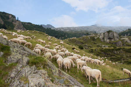 The view of sheeps herd with shepherd grazing on The Italian Alps, Lombardy, Italy.の写真素材