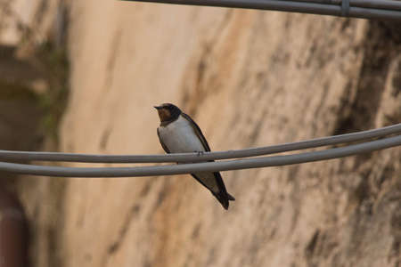 The view of a swallow sitting on wires of power lines.