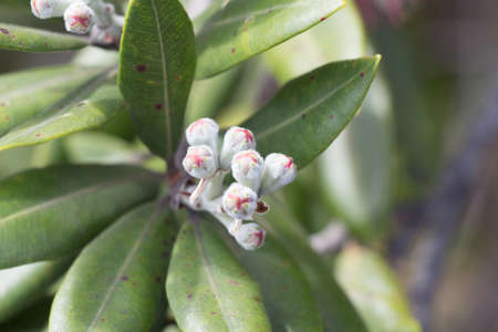 Close up view of pohutukawa bud.
