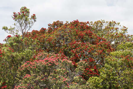 The view of pohutukawa tree in bloom.