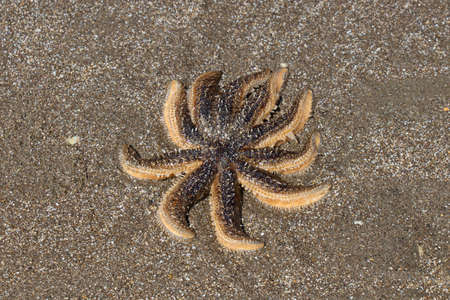 Close up of a sea star at the sand beach.