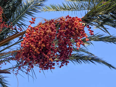 The view of fruit ripe figs growing on a palm tree.の写真素材