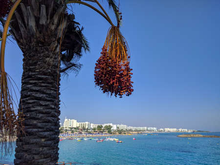 The view of fruit ripe figs growing on a palm tree, Protaras, Cyprus.の写真素材