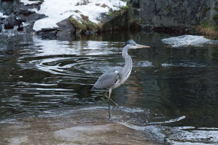 Close up view of a grey heron drinking water at pond.の写真素材