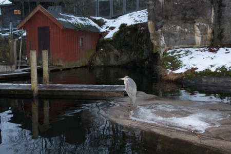 The view of a grey heron staying near pond.の写真素材
