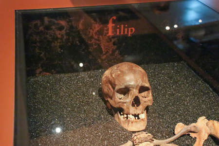 Stockholm, Sweden - December 30 2018: the view of the Vasa crew member skull Filip, Vasa Museum on...