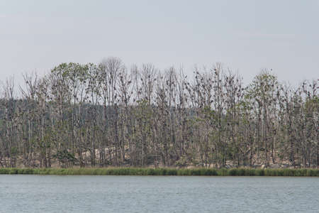 The view of birds nesting on tall trees, Trosa, Sweden.の写真素材