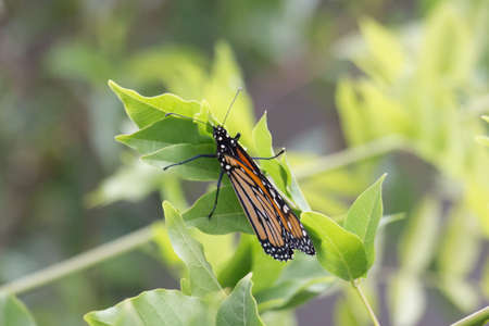 The view of monarch butterfly on a green leaves in a sunny day.