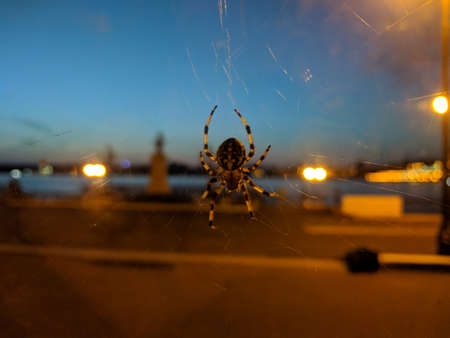 The view of a spider close up with night city on background.