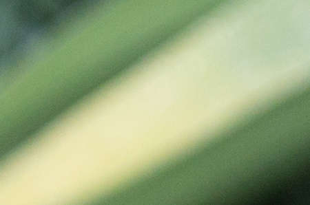 The view of an abstract background of green color stripes.の写真素材