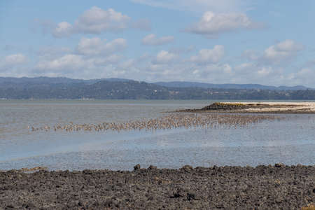 The view of birds at Ambury Regional Park, Auckland, New Zealand.