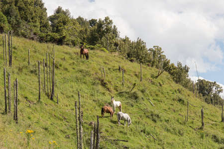 The view of horses peacefully grazing on a green slope.