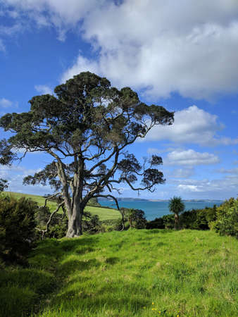The view of picturesque landscape with a huge tree, blue sky and sea on background, New Zealand.