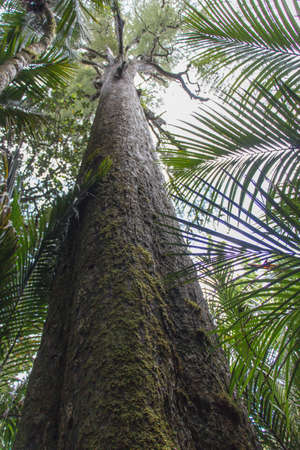 Te view of massive tree trunk in New Zealand bush.