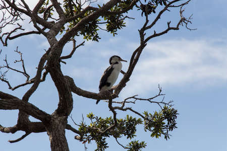 The view of pied cormorant on a tree branch, blue sky on background, New Zealand.の写真素材