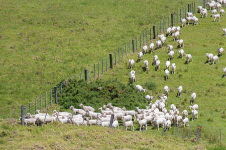 The view of white sheep peacefully grazing at green grass, Shakespear Regional Park, New Zealand.