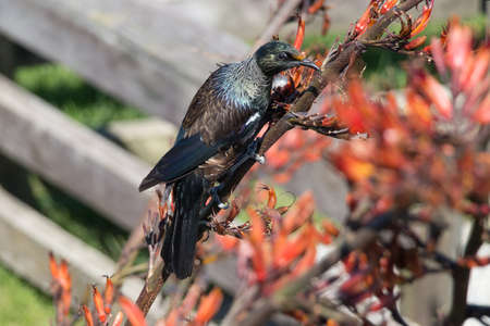 The view of tui bird on a flax flower stalk with green grass on background, New Zealand.
