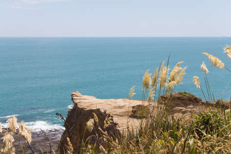 The view of pampas grass with blue sea on background.の写真素材