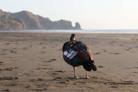 The view of paradise shelduck on a black sand at sunset light.の写真素材