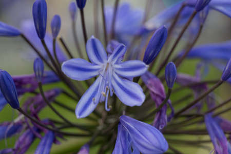 Close up view of Agapanthus, intense blue colored flower in bloom.