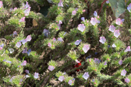 The view of small violet flowers in bloom, flowers background.