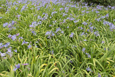 The view of small blue flowers in bloom, flowers background.の写真素材
