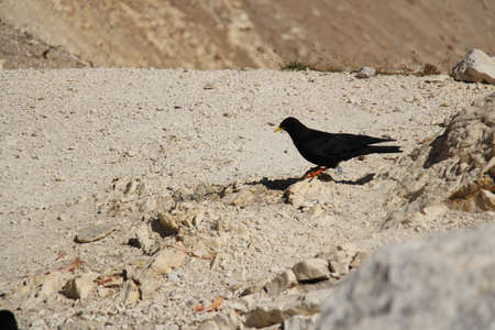 The view of an Alpine chough on a rocky ground in a sunny day.の写真素材