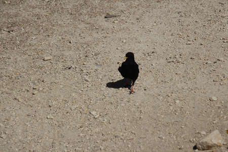The view of an Alpine chough on a rocky ground in a sunny day.の写真素材