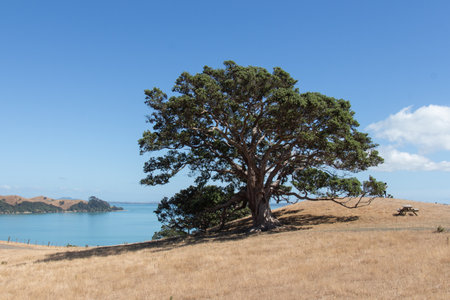 The view of picturesque landscape with big tree, dry grass and blue sea on background in a sunny...