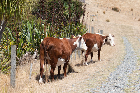 The view of two cows on a trail with dry grass in a sunny day, New Zealand.