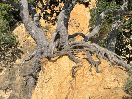 The view of a tree with massive roots at cliff, near Waihi Beach, New Zealand.