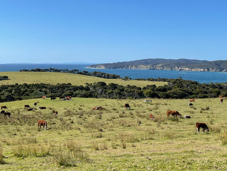 The view of cows peacefully grazing on a slope in a sunny day, Tawharanui Regional Park, New Zealand.の写真素材