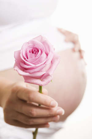 Pregnant woman touching bump whilst holding pink roseの写真素材