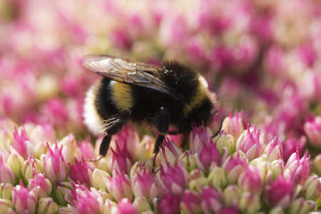 Bee On Pink Sedum Flowerの写真素材