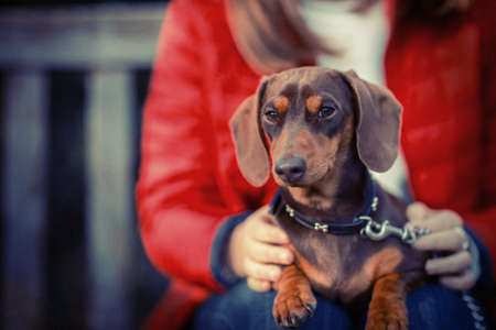 Close Up Of Dachshund With Owner Sitting On Benchの写真素材