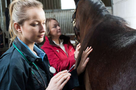 Female Vet Giving Injection To Horse In Stableの写真素材