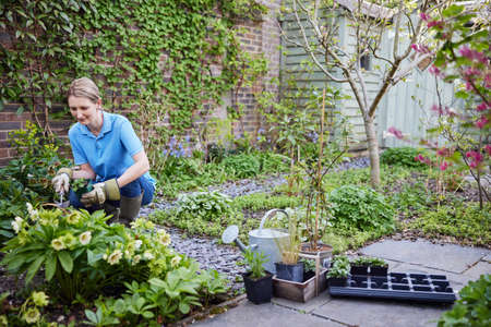 Mature Female Landscape Gardener Planting Plants In Garden