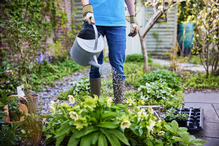 Close Up Of Mature Female Landscape Gardener Watering Plants In Flower Bed With Watering Canの写真素材