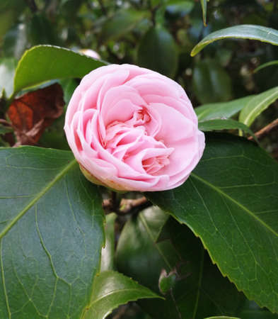 cof light pink camellia in full bloomの写真素材