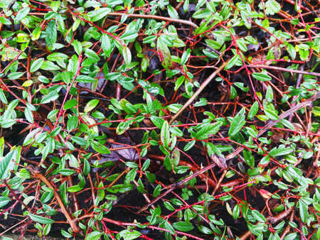 evergreen green plant, natural background, bright and fresh presents a good and hope,の写真素材