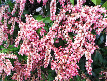 Flowers in full bloom in spring, they are nature's coloful backgroundの写真素材